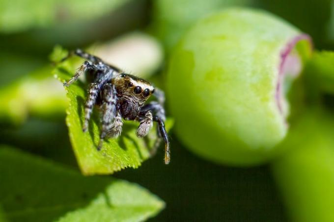 Portrét skákavého pavouka (Salticus scenicus)