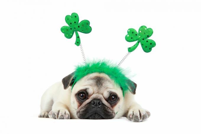 plavý mops štěně nosí st patricks day čelenku na bílém pozadí