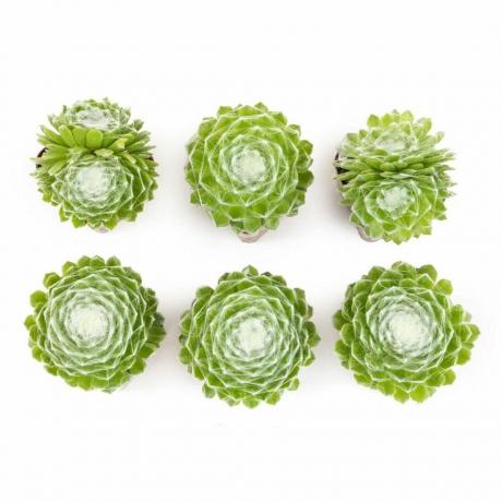 Sempervivum Cob Buttons (6 balení)