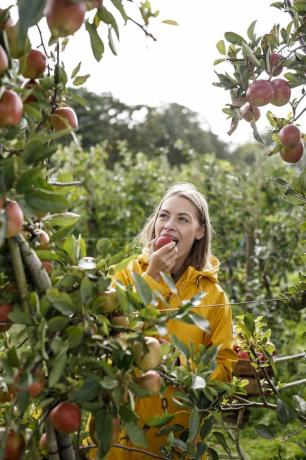mladá žena jíst jablko ze stromu v sadu