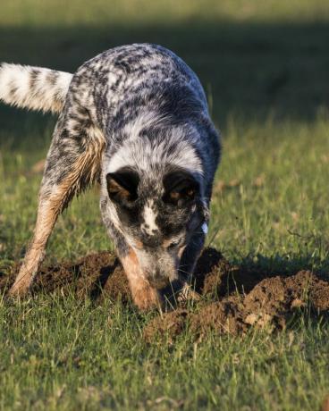 australský honácký pes blue heeler kopání díry v trávě