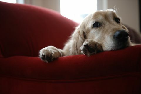 Zlatý retrívr pes ležící na pohovce, detail