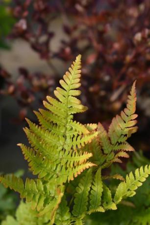 podzimní kapradina latinské jméno dryopteris erythrosora