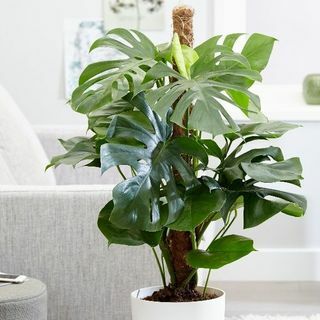 Monstera deliciosa - švýcarská sýrárna