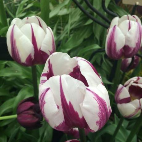 fialový a bílý Tulipán