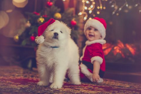 Vánoční pes a dítě