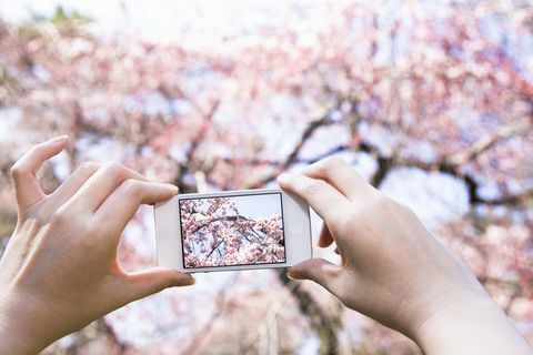 Žena Fotografování Cherry Blossoms S Mobilním Telefonem