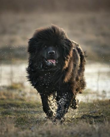 šťastný novofundlandský pes vyběhne z louže pejsek je mokrý, kapky vody padají z vlasů venkovní foto