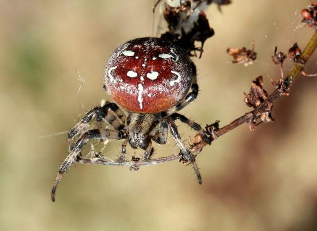 uk spiders – čtyřbodový orb pavouk