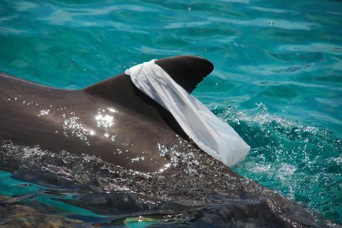Atlantik bottlenose delphin Hraje se s plastovým sáčkem a pro zábavu ji přetáhne na hřbetní ploutev