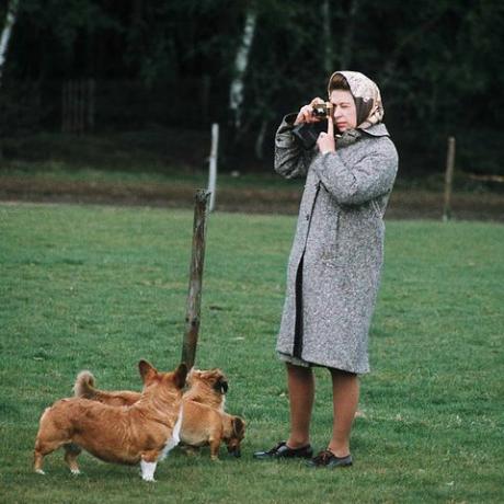 Windsor, královna Spojeného království Alžběta II. fotografuje své corgi ve windsorském parku v roce 1960 ve Windsoru, Anglie, fotografie od anwara husseingettyho obrázky