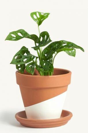 Philodendron 'Swiss Cheese'