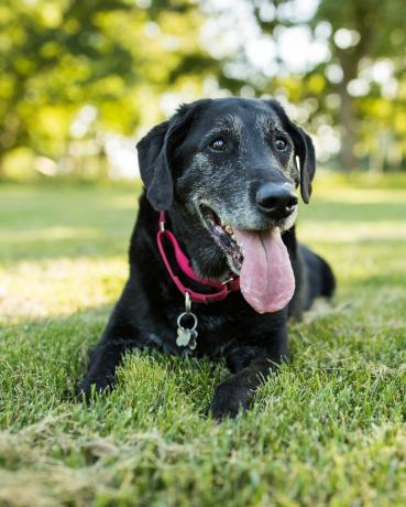 starší pes labradorského retrívra leží v trávě v parku venku