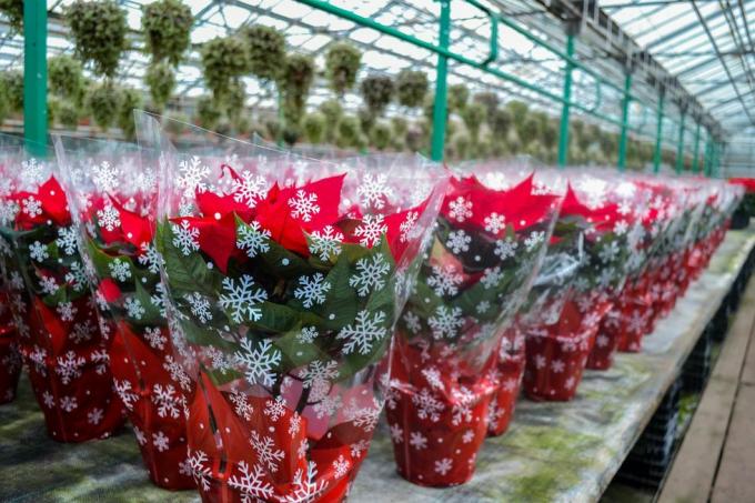 vánoční prodej zářivě červených květů vánoční hvězdy ve slavnostním balení se sněhovými vločkami obrovské množství květin v květináčích je ve skleníku přípravy na dovolenou, dárky, dekorace