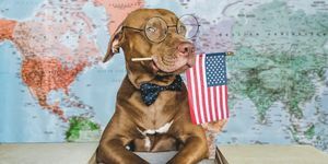 roztomilý, pěkný pes a americká vlajka closeup, uvnitř