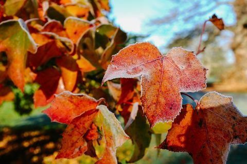 Mrazivé listy v zahradě na podzim