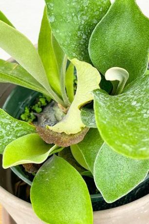 Staghorn Fern in Pot