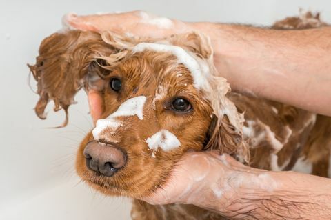 pes kokršpaněl se sprchuje šamponem a vodou