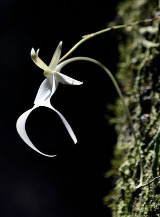 Nejvíce ohrožené rostliny ve Velké Británii byly odhaleny - Ghost Orchid