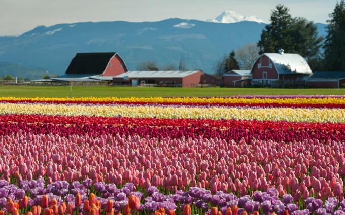 10 nejlepších tulipánových festivalů v USA