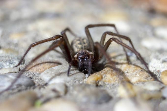 uk spiders – skříňový pavouk