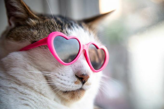 kočka nosí sluneční brýle ve tvaru srdce