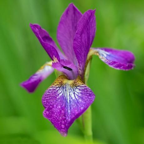 fialový kosatec v květu