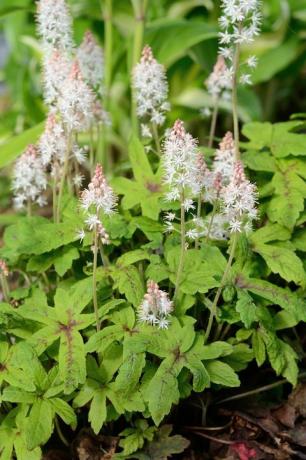 Foamflower tiarella je vytrvalá květina, která roste ve stinných oblastech