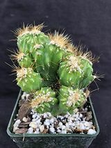 Kaktus Ming Thing