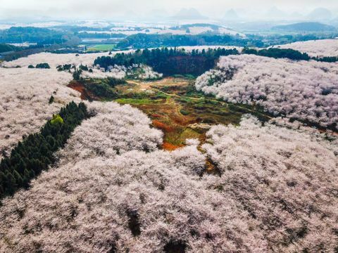 Třešně na farmě Pingba v Guiyang, provincie Guizhou v Číně