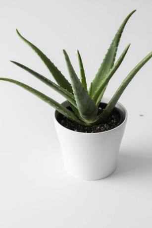 aloe vera