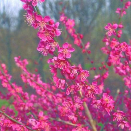jarní květiny – japonská meruňka