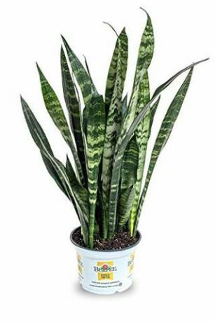 Sansevieria trificiata