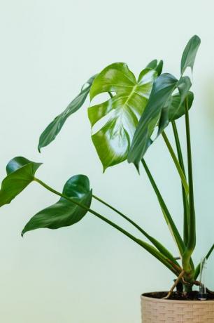 palmová rostlina monstera deliciosa