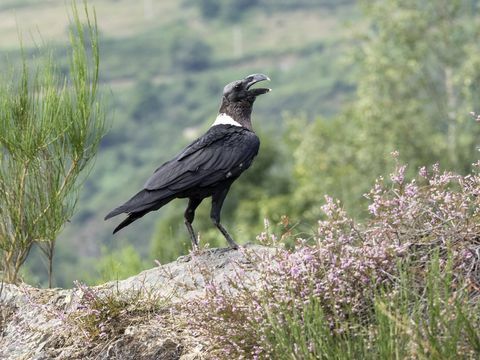 Raven bílý (Corvus albicollis), posazený na skále