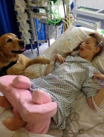 Terapeutičtí psi byli představeni v dětské nemocnici, aby pomohli zmírnit úzkost
