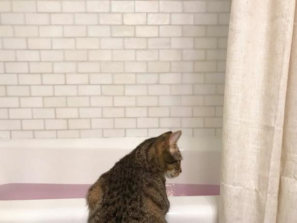 kočka hledá ve vaně naplněné vodou