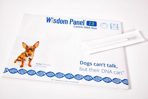 Nyní můžete objevovat původ vašeho psa pomocí této nové domácí testovací soupravy DNA