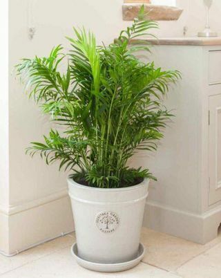 Areca Palm v Grow Pot