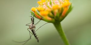 jak se zbavit komárů v zahradách