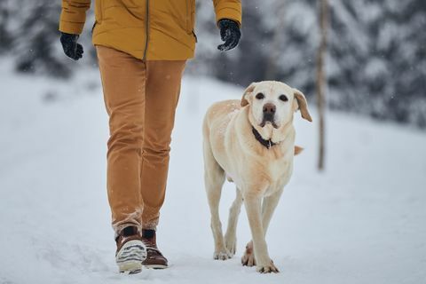 zasněžené zimní venčení psů