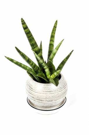 hrnková sansevieria cylindrica