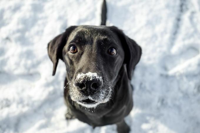 černý labrador v zimě