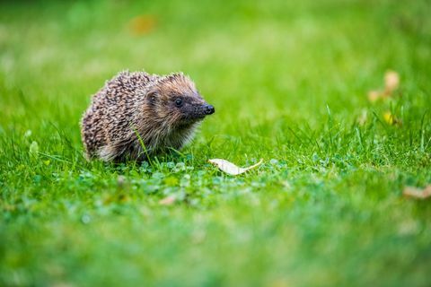 Smutná zpráva, protože ježek je o polovinu nižší, varují zprávy o divoké zvěři