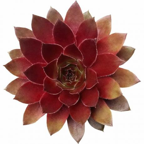 Sempervivum červený lev