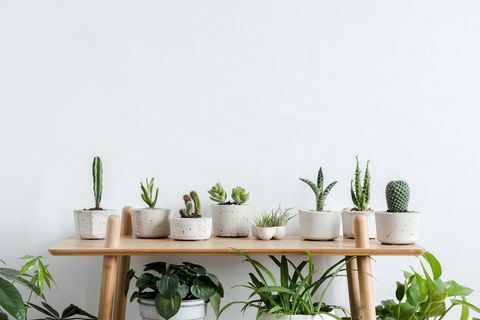 skandinávský interiér pokoje s rostlinami, kaktusy a sukulenty složení v designu a bederní hrnce na hnědé police bílé zdi moderní a květinový koncept domácí zahrady příroda láska