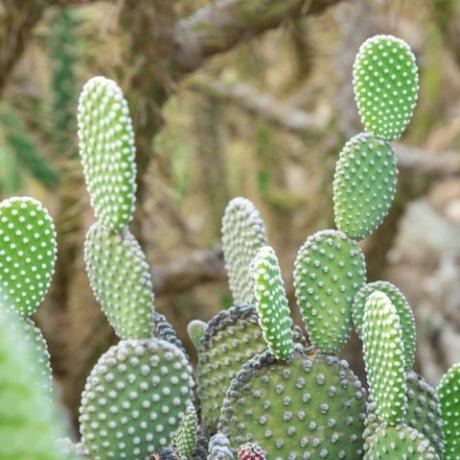 kaktus opuntia microdasys albida v kaktusové zahradě, nazývaný také andělská křídla, kaktus králičích uší, kaktus zajíčka nebo puntíkatý kaktus