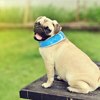 Nobleza cool obojek pro psy | 2 ks|, cool bandana chill out, chladící obojek pro psy, Nastavitelný a prodyšný letní obojek pro psy cool, Dog Ice Scarf Blue M, Vhodné pro krk od 40 cm do 54 cm