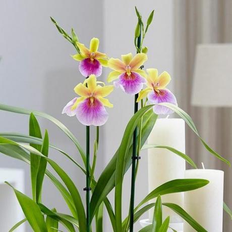 Miltonia 'Sunset'pansy orchidej