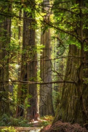 Redwood stromy